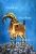 Walia Ibex